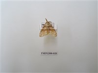 藏品(波斑毒蛾)的圖片